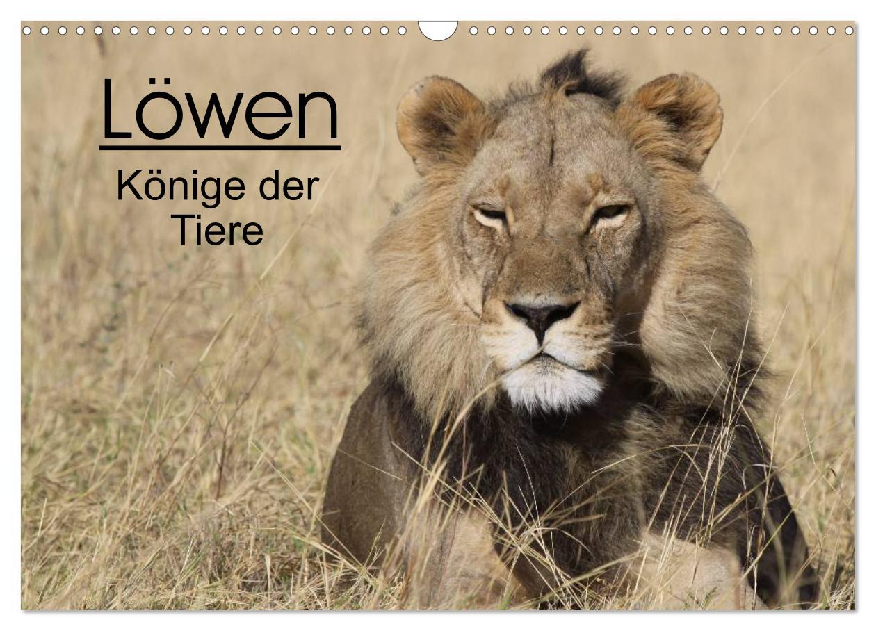 Vorderes Coverbild Löwen - Könige der Tiere (Wandkalender 2026 DIN A3 quer), CALVENDO Monatskalender