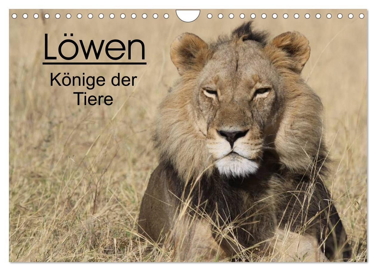 Vorderes Coverbild Löwen - Könige der Tiere (Wandkalender 2026 DIN A4 quer), CALVENDO Monatskalender