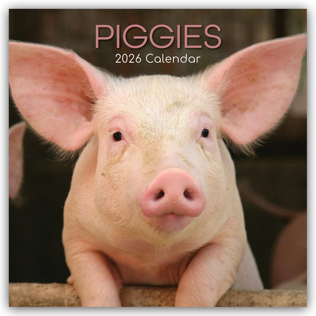 Vorderes Coverbild Piggies - Ferkel Schweine 2026 - 16-Monatskalender