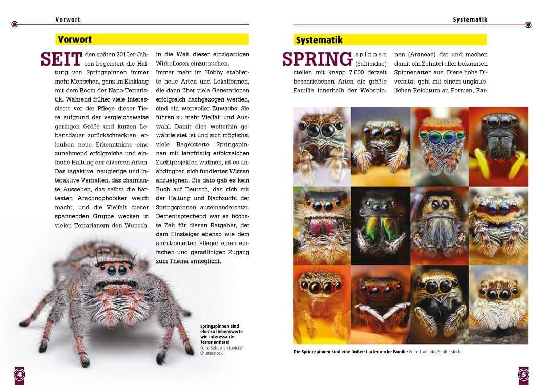 Beispielinhalt (Bild) Springspinnen