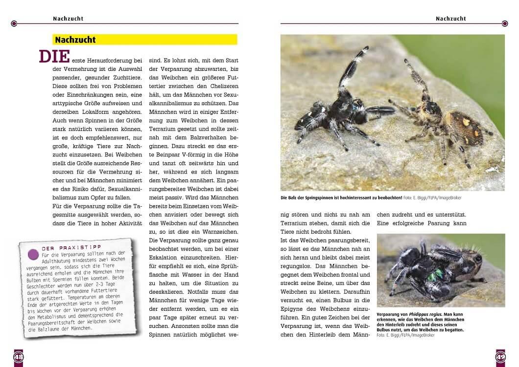 Beispielinhalt (Bild) Springspinnen