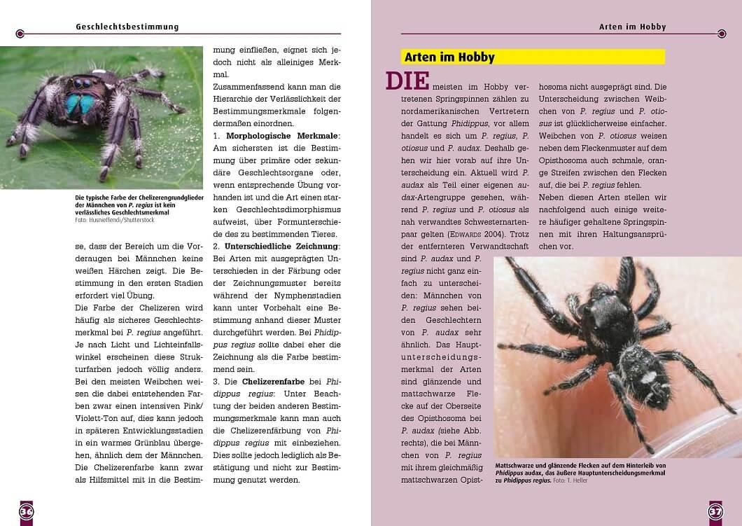 Beispielinhalt (Bild) Springspinnen