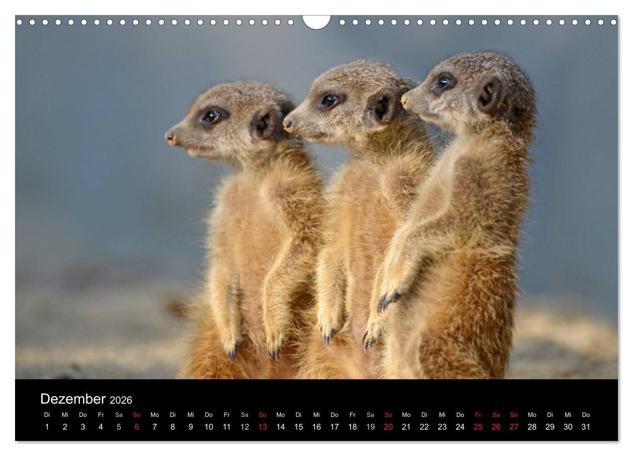 Beispielinhalt (Bild) Lustige Erdmännchen (Wandkalender 2026 DIN A3 quer), CALVENDO Monatskalender