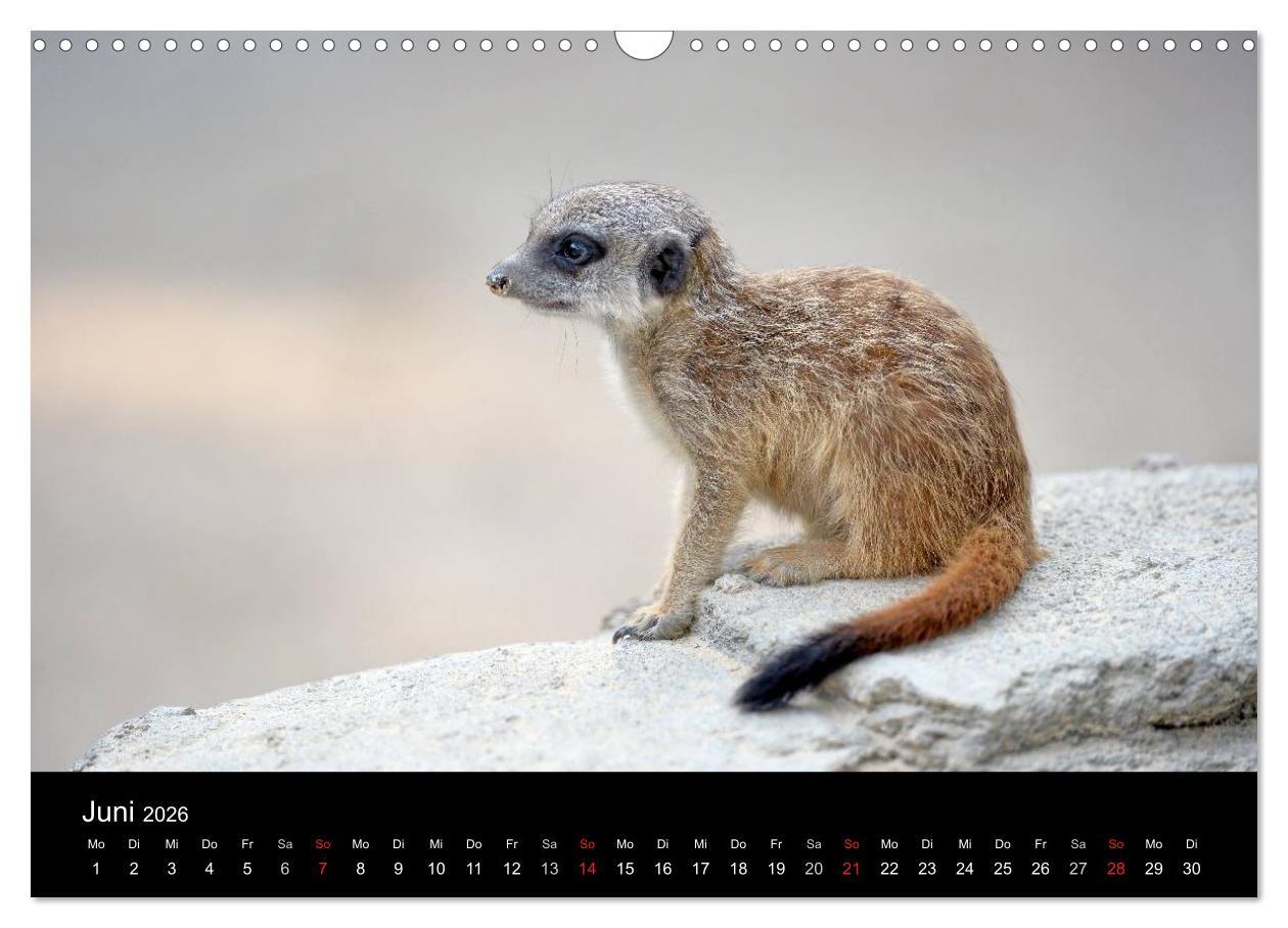 Beispielinhalt (Bild) Lustige Erdmännchen (Wandkalender 2026 DIN A3 quer), CALVENDO Monatskalender