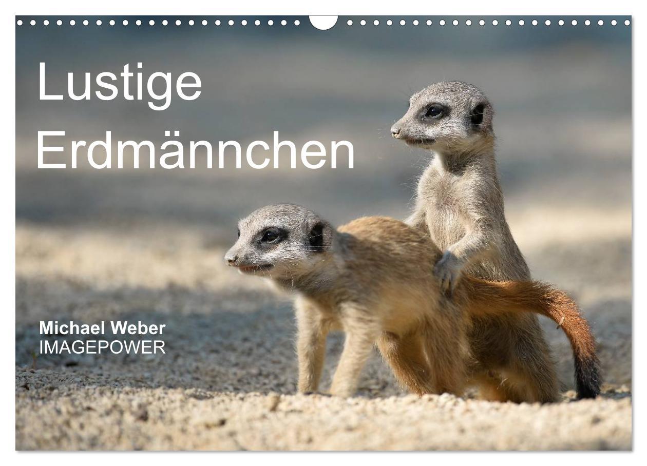 Vorderes Coverbild Lustige Erdmännchen (Wandkalender 2026 DIN A3 quer), CALVENDO Monatskalender
