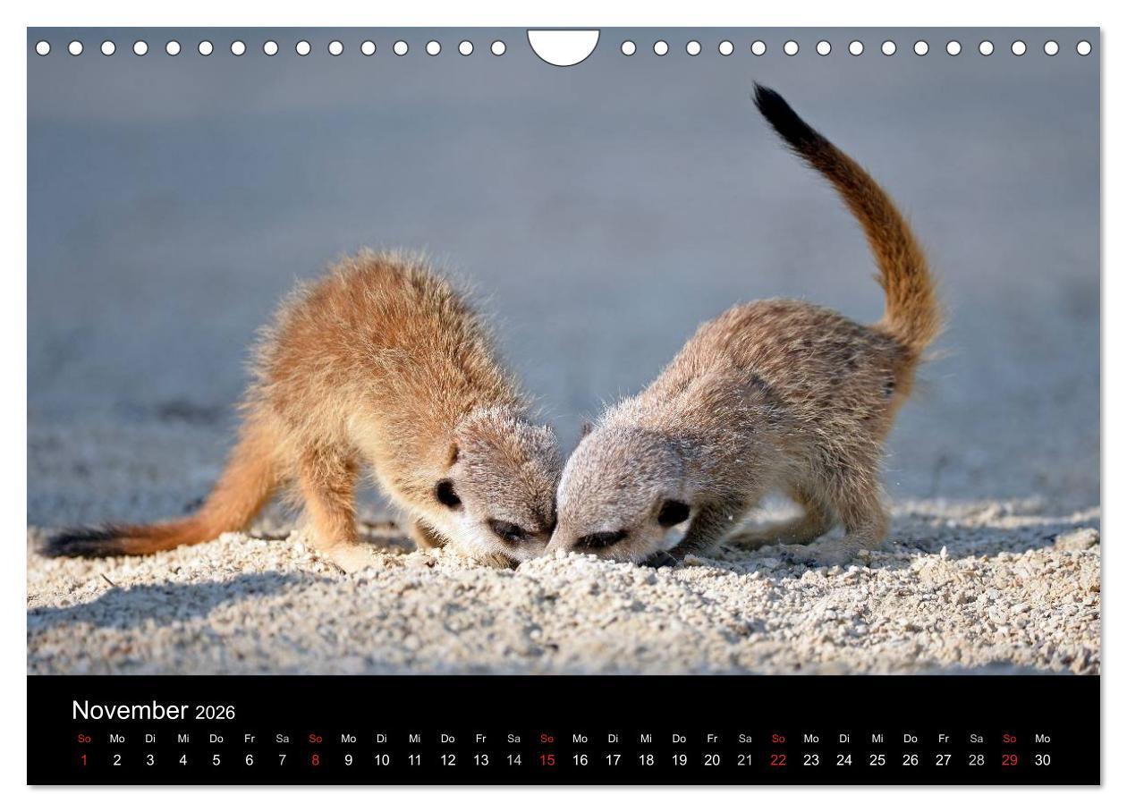 Beispielinhalt (Bild) Lustige Erdmännchen (Wandkalender 2026 DIN A4 quer), CALVENDO Monatskalender
