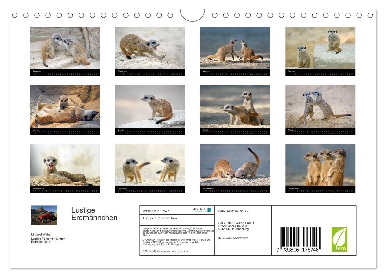 Beispielinhalt (Bild) Lustige Erdmännchen (Wandkalender 2026 DIN A4 quer), CALVENDO Monatskalender