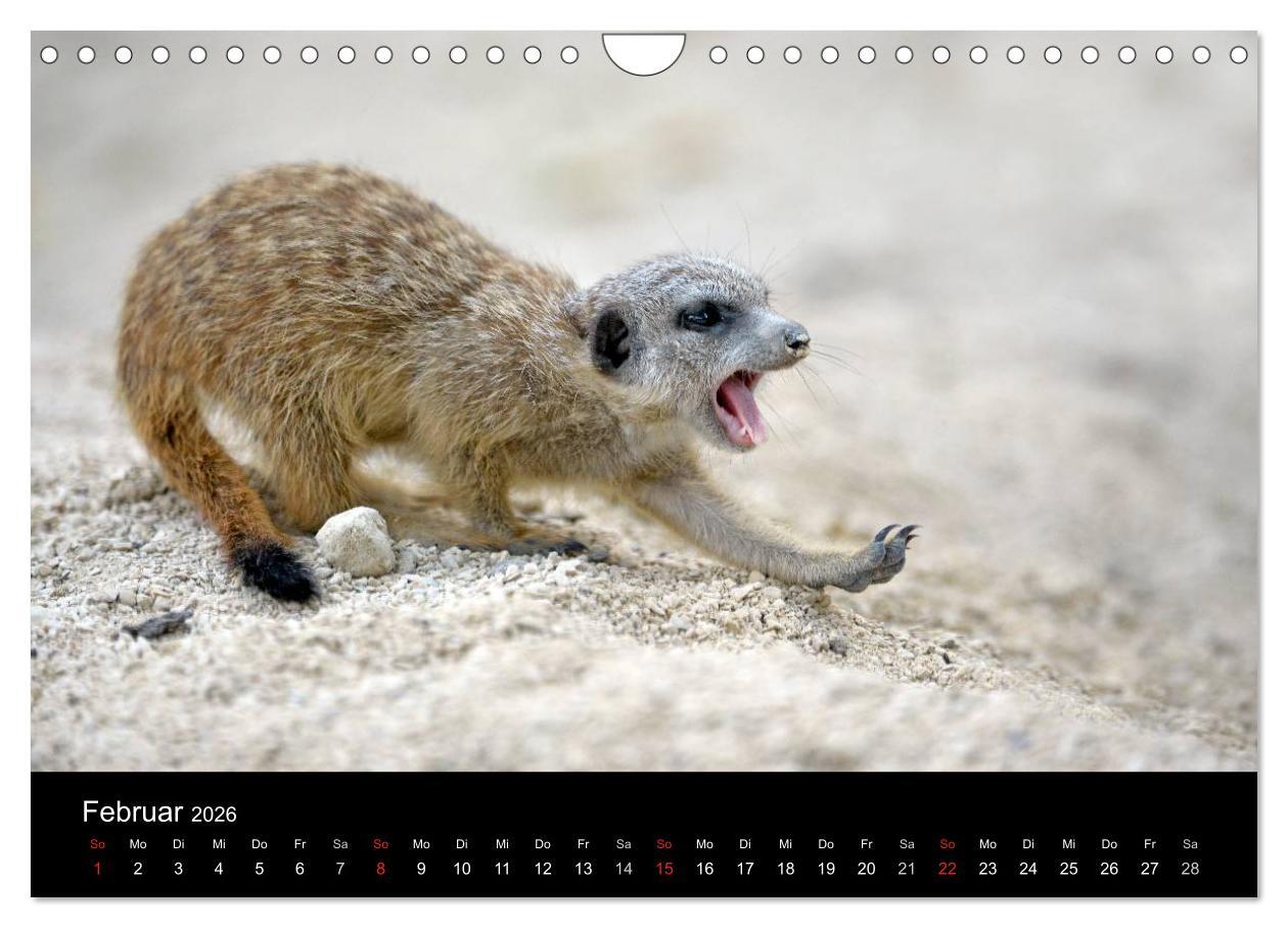 Beispielinhalt (Bild) Lustige Erdmännchen (Wandkalender 2026 DIN A4 quer), CALVENDO Monatskalender