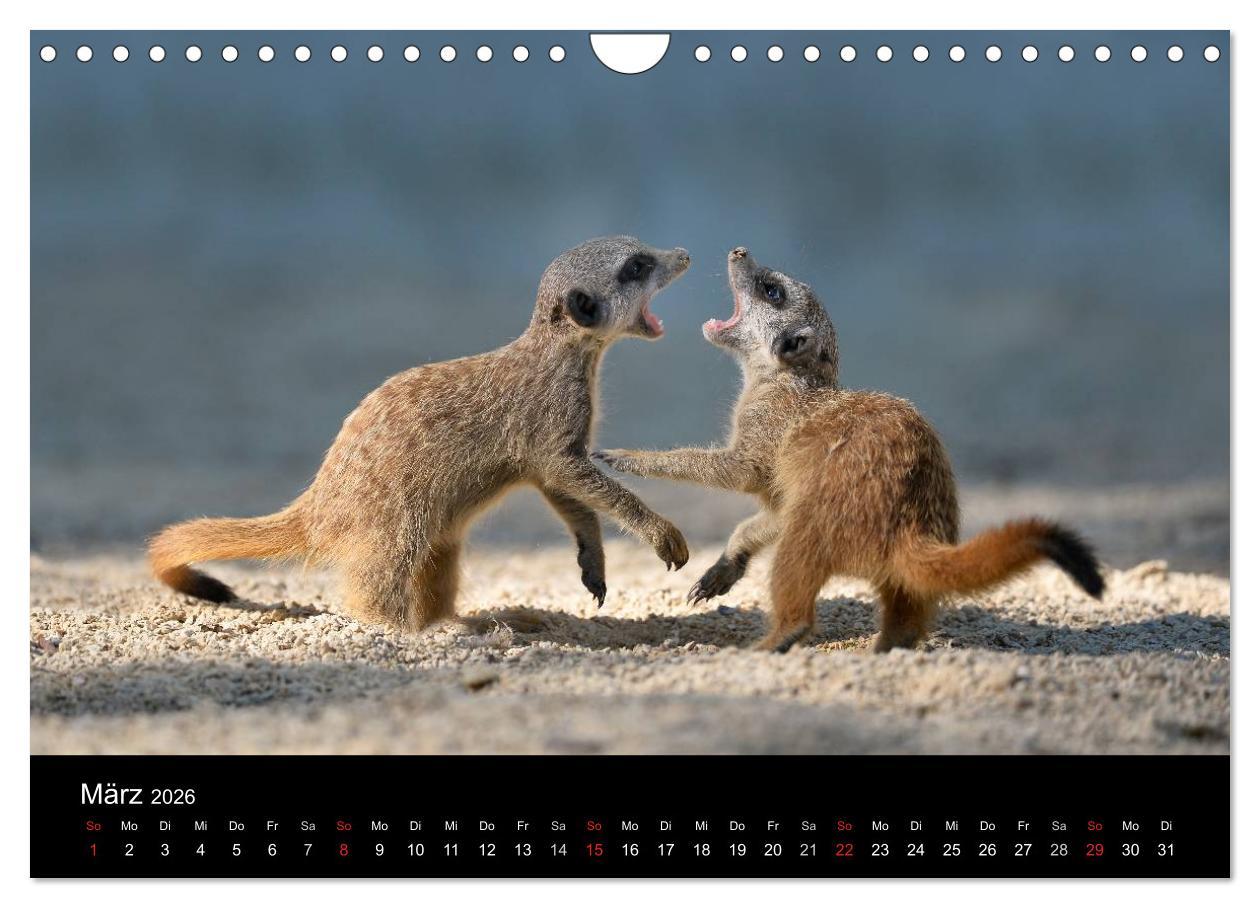 Beispielinhalt (Bild) Lustige Erdmännchen (Wandkalender 2026 DIN A4 quer), CALVENDO Monatskalender