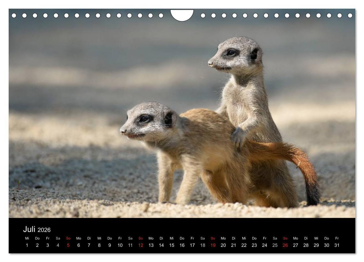 Beispielinhalt (Bild) Lustige Erdmännchen (Wandkalender 2026 DIN A4 quer), CALVENDO Monatskalender