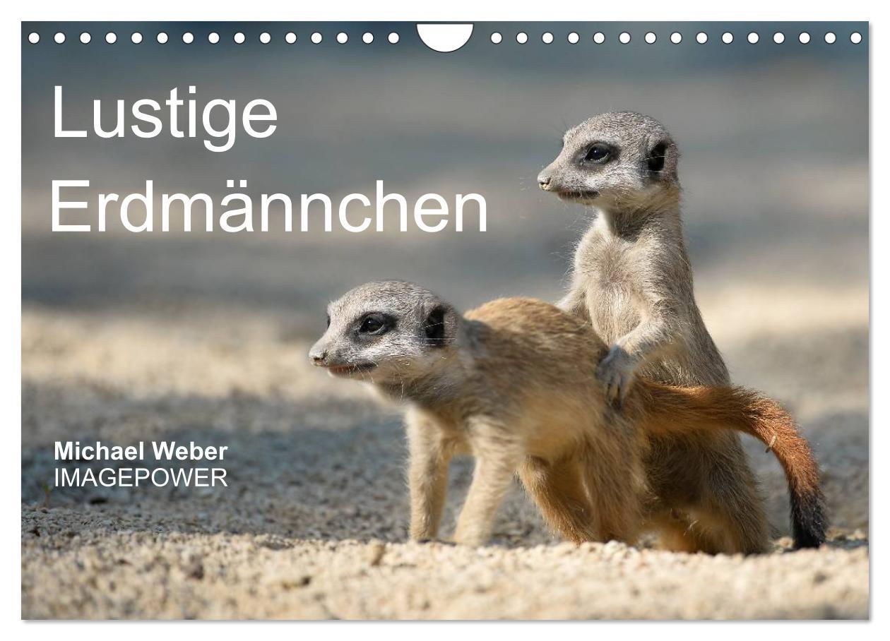 Vorderes Coverbild Lustige Erdmännchen (Wandkalender 2026 DIN A4 quer), CALVENDO Monatskalender