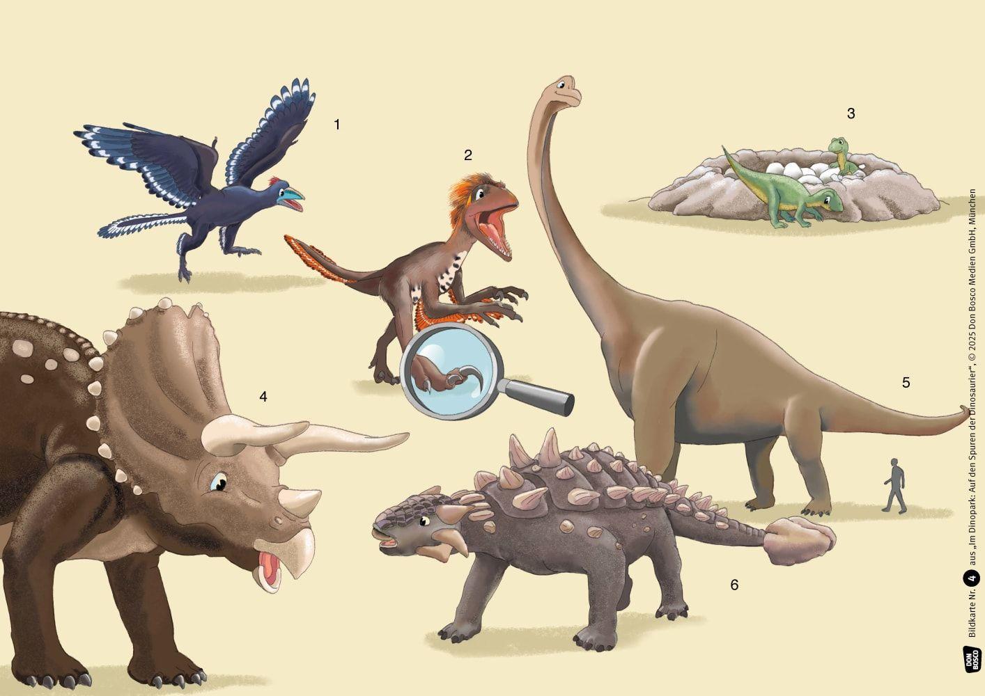 Beispielinhalt (Bild) Im Dinopark: Auf den Spuren der Dinosaurier. Kamishibai Bildkartenset