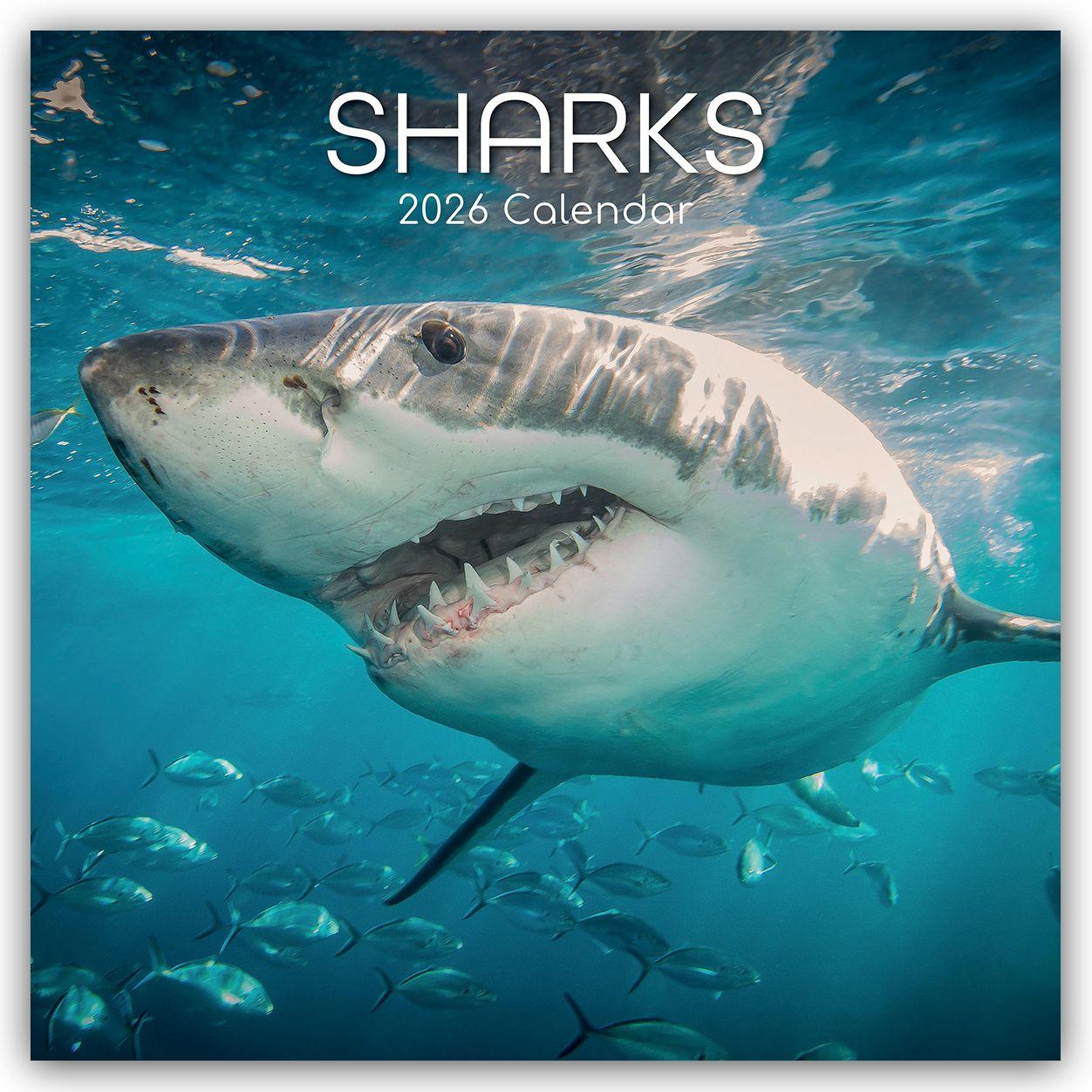 Vorderes Coverbild Sharks - Haie 2026 - 16-Monatskalender