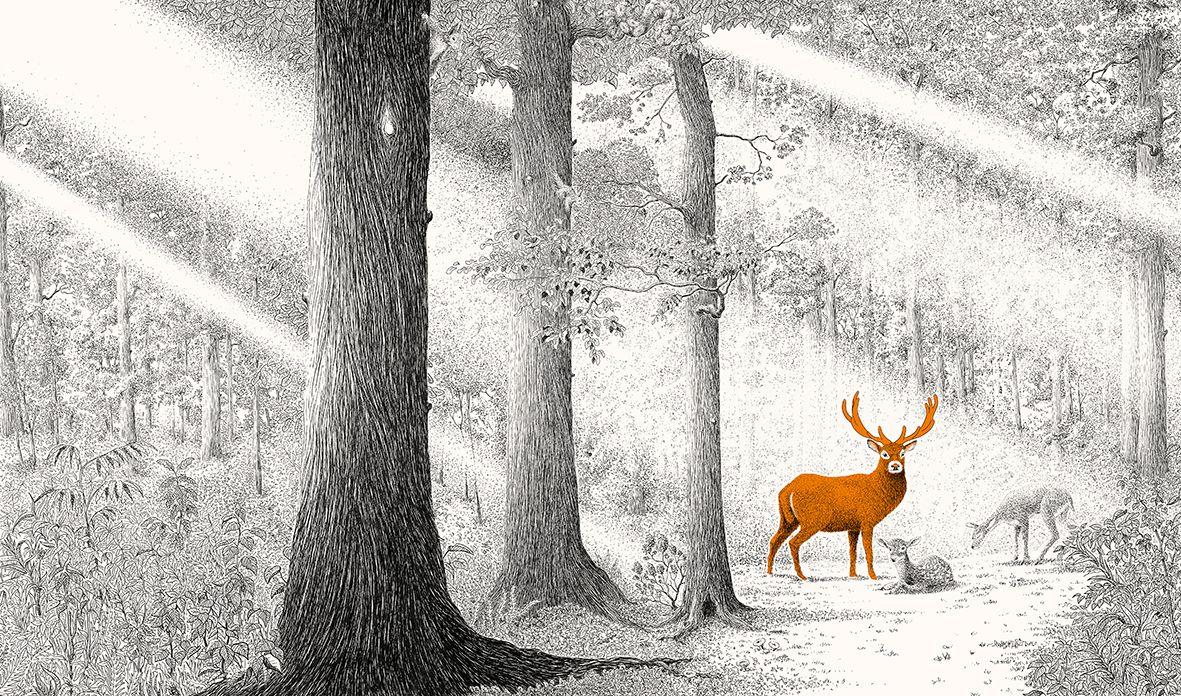 Beispielinhalt (Bild) Versteckt im Wald