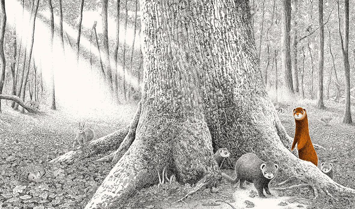 Beispielinhalt (Bild) Versteckt im Wald