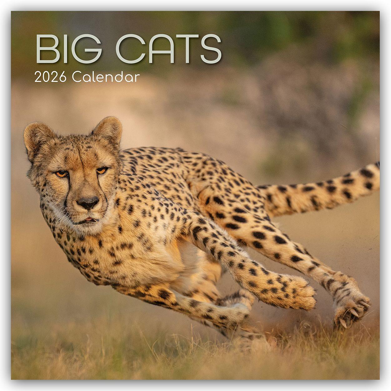 Vorderes Coverbild Big Cats - Raubkatzen - Löwen Tiger Geparden Leoparden 2026 - 16-Monatskalender