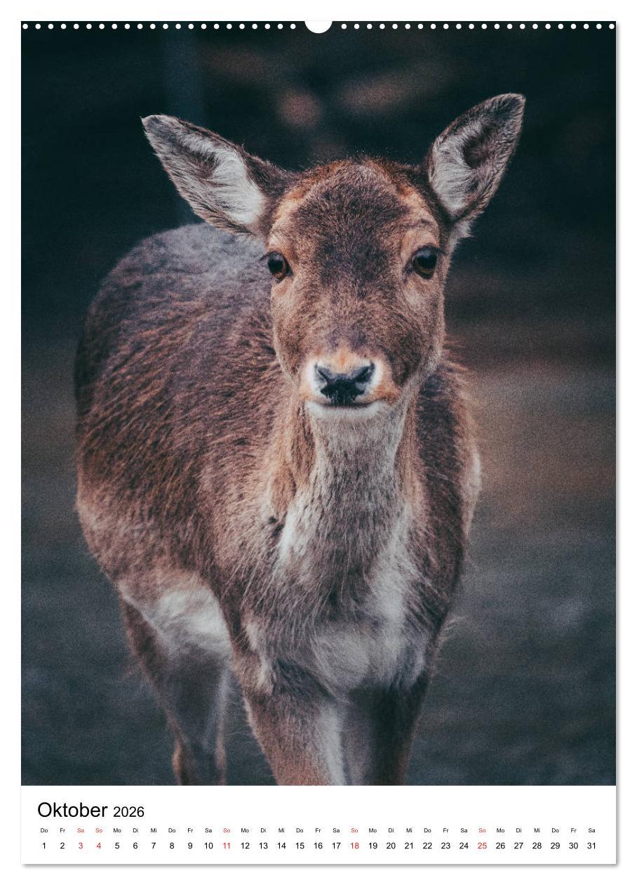 Beispielinhalt (Bild) Wilde Nachbarn: Rotwild (hochwertiger Premium Wandkalender 2026 DIN A2 hoch), Kunstdruck in Hochglanz