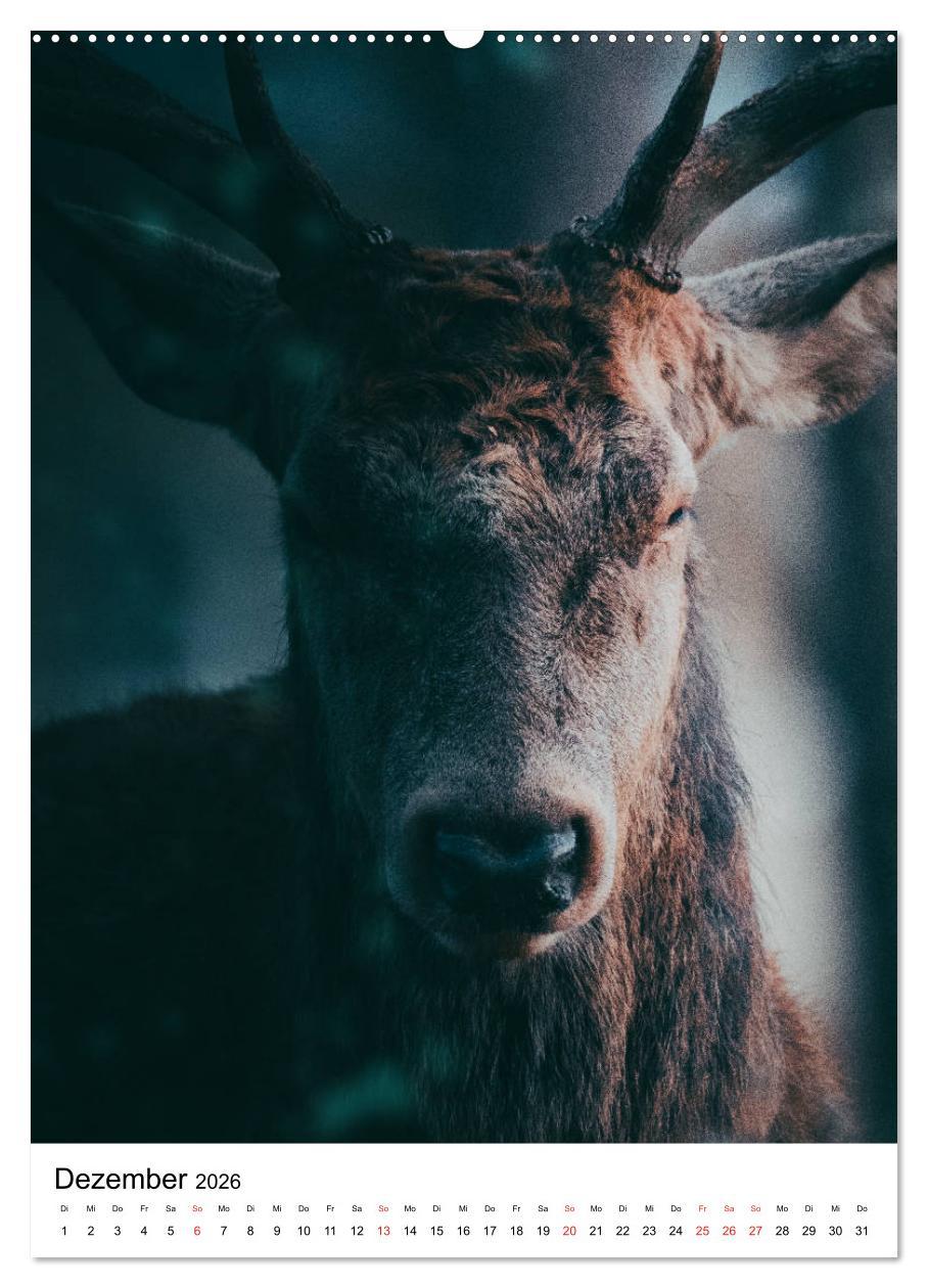 Beispielinhalt (Bild) Wilde Nachbarn: Rotwild (hochwertiger Premium Wandkalender 2026 DIN A2 hoch), Kunstdruck in Hochglanz
