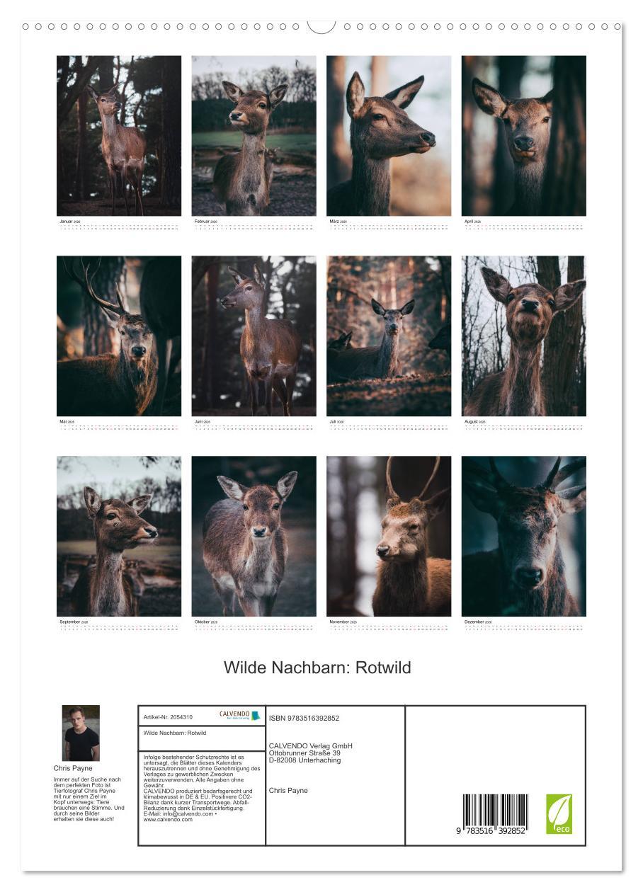 Beispielinhalt (Bild) Wilde Nachbarn: Rotwild (hochwertiger Premium Wandkalender 2026 DIN A2 hoch), Kunstdruck in Hochglanz