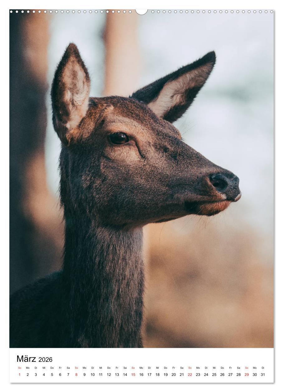 Beispielinhalt (Bild) Wilde Nachbarn: Rotwild (hochwertiger Premium Wandkalender 2026 DIN A2 hoch), Kunstdruck in Hochglanz
