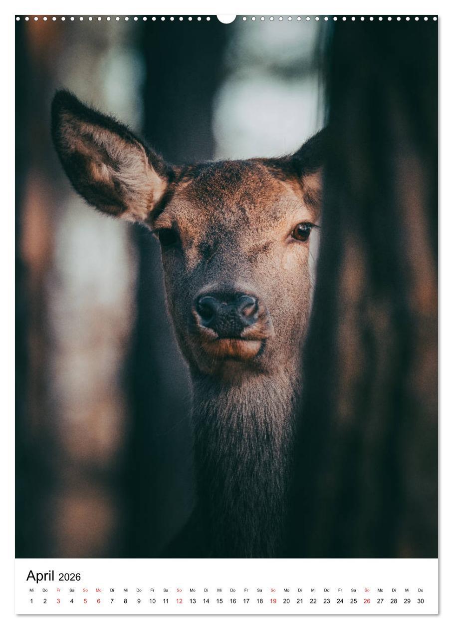 Beispielinhalt (Bild) Wilde Nachbarn: Rotwild (hochwertiger Premium Wandkalender 2026 DIN A2 hoch), Kunstdruck in Hochglanz