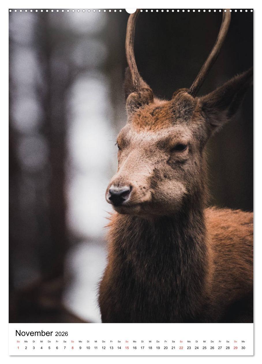 Beispielinhalt (Bild) Wilde Nachbarn: Rotwild (hochwertiger Premium Wandkalender 2026 DIN A2 hoch), Kunstdruck in Hochglanz