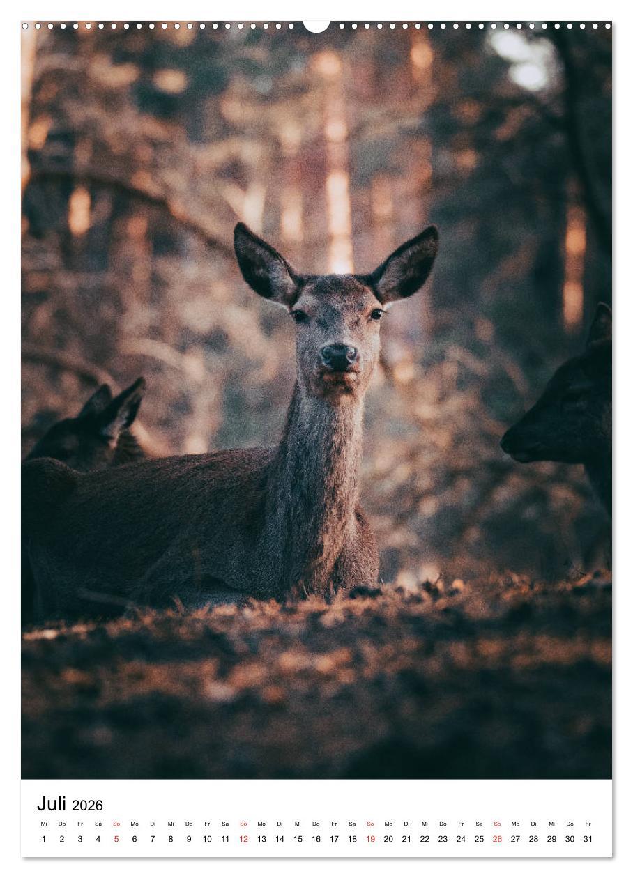 Beispielinhalt (Bild) Wilde Nachbarn: Rotwild (hochwertiger Premium Wandkalender 2026 DIN A2 hoch), Kunstdruck in Hochglanz