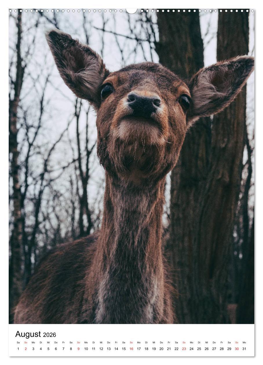 Beispielinhalt (Bild) Wilde Nachbarn: Rotwild (hochwertiger Premium Wandkalender 2026 DIN A2 hoch), Kunstdruck in Hochglanz