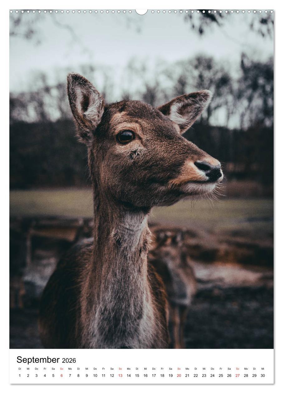 Beispielinhalt (Bild) Wilde Nachbarn: Rotwild (hochwertiger Premium Wandkalender 2026 DIN A2 hoch), Kunstdruck in Hochglanz