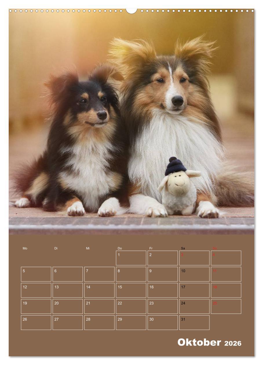 Beispielinhalt (Bild) SHELTIES Herzensbrecher auf 4 Pfoten (hochwertiger Premium Wandkalender 2026 DIN A2 hoch), Kunstdruck in Hochglanz