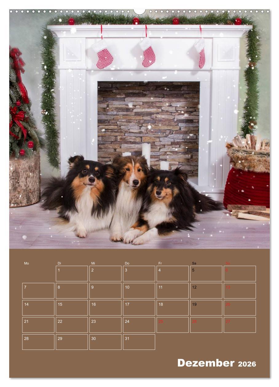 Beispielinhalt (Bild) SHELTIES Herzensbrecher auf 4 Pfoten (hochwertiger Premium Wandkalender 2026 DIN A2 hoch), Kunstdruck in Hochglanz