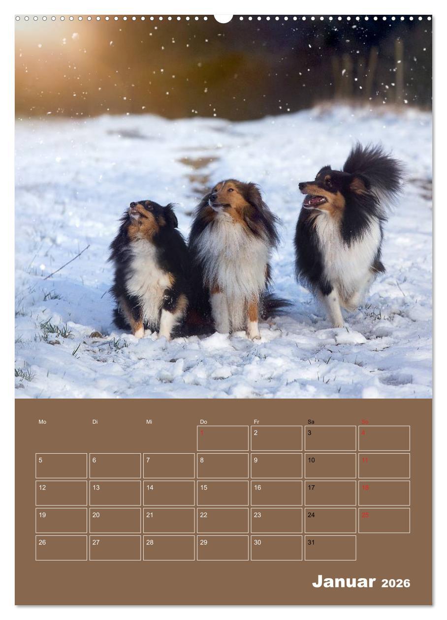 Beispielinhalt (Bild) SHELTIES Herzensbrecher auf 4 Pfoten (hochwertiger Premium Wandkalender 2026 DIN A2 hoch), Kunstdruck in Hochglanz