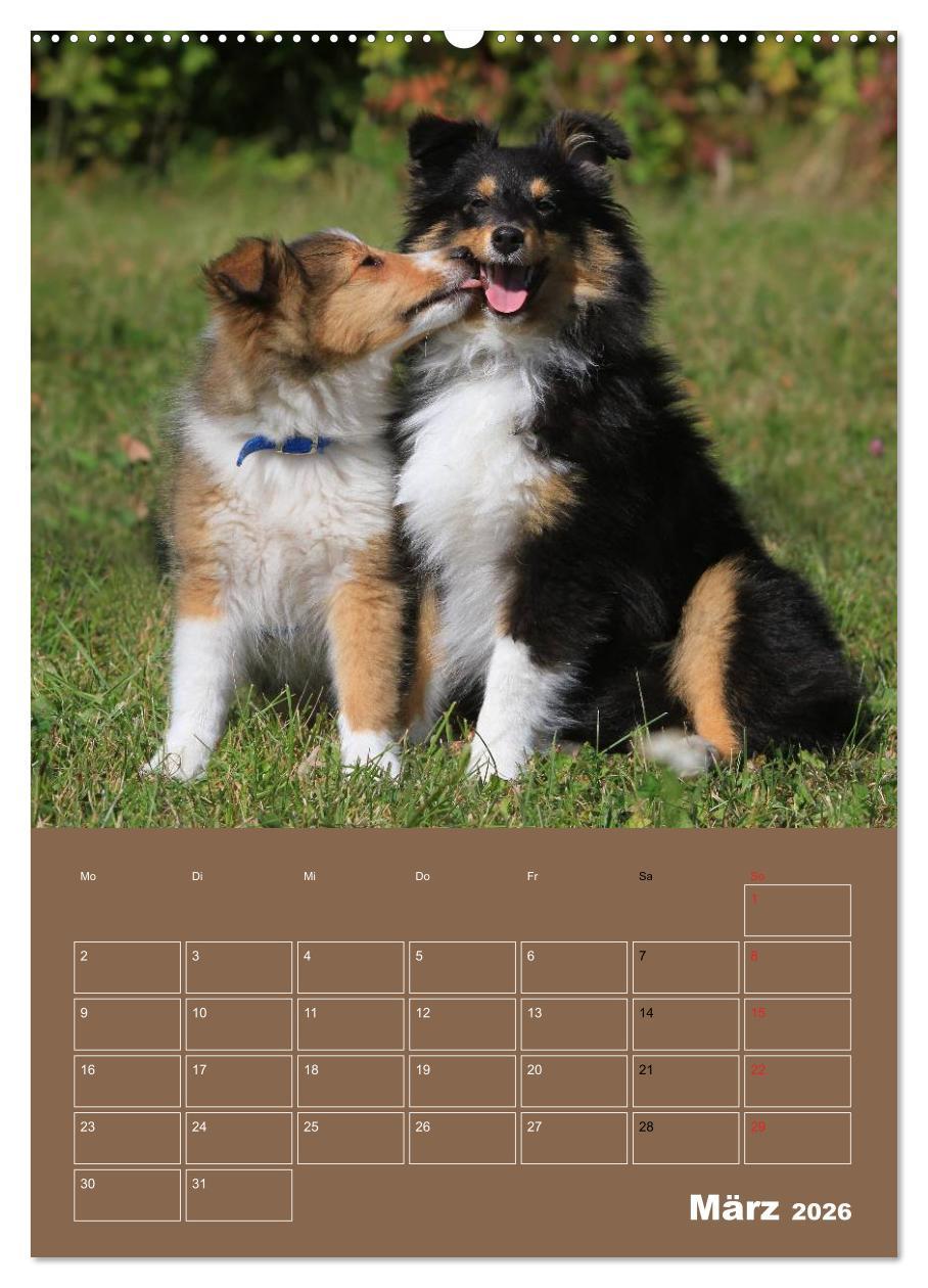 Beispielinhalt (Bild) SHELTIES Herzensbrecher auf 4 Pfoten (hochwertiger Premium Wandkalender 2026 DIN A2 hoch), Kunstdruck in Hochglanz