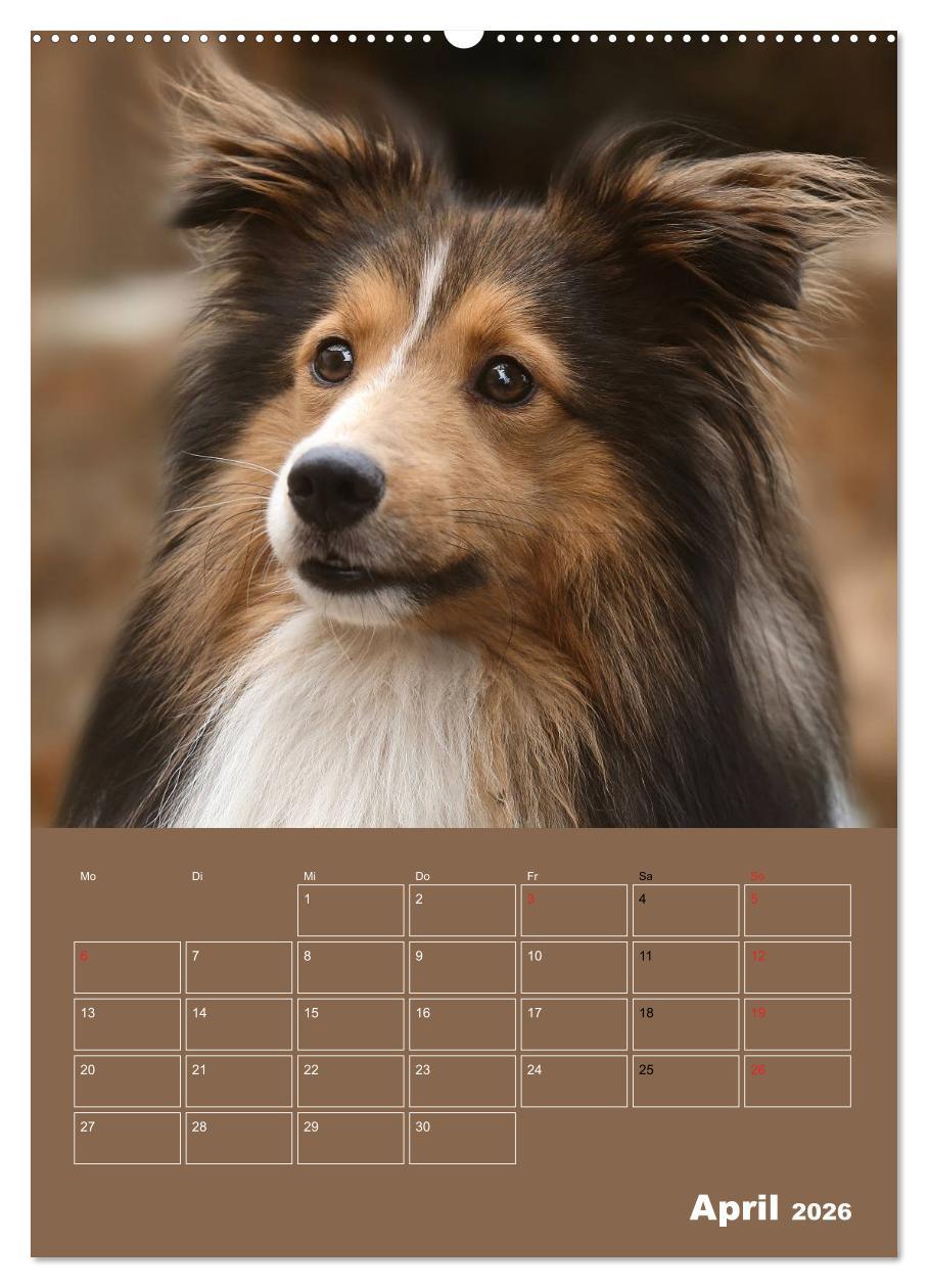 Beispielinhalt (Bild) SHELTIES Herzensbrecher auf 4 Pfoten (hochwertiger Premium Wandkalender 2026 DIN A2 hoch), Kunstdruck in Hochglanz