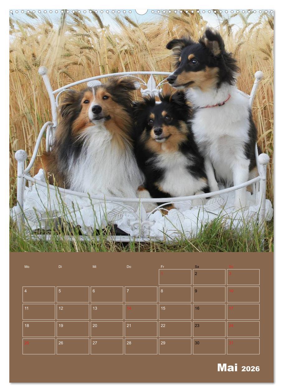 Beispielinhalt (Bild) SHELTIES Herzensbrecher auf 4 Pfoten (hochwertiger Premium Wandkalender 2026 DIN A2 hoch), Kunstdruck in Hochglanz