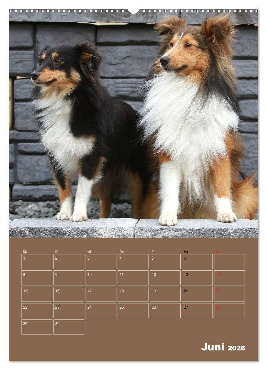 Beispielinhalt (Bild) SHELTIES Herzensbrecher auf 4 Pfoten (hochwertiger Premium Wandkalender 2026 DIN A2 hoch), Kunstdruck in Hochglanz