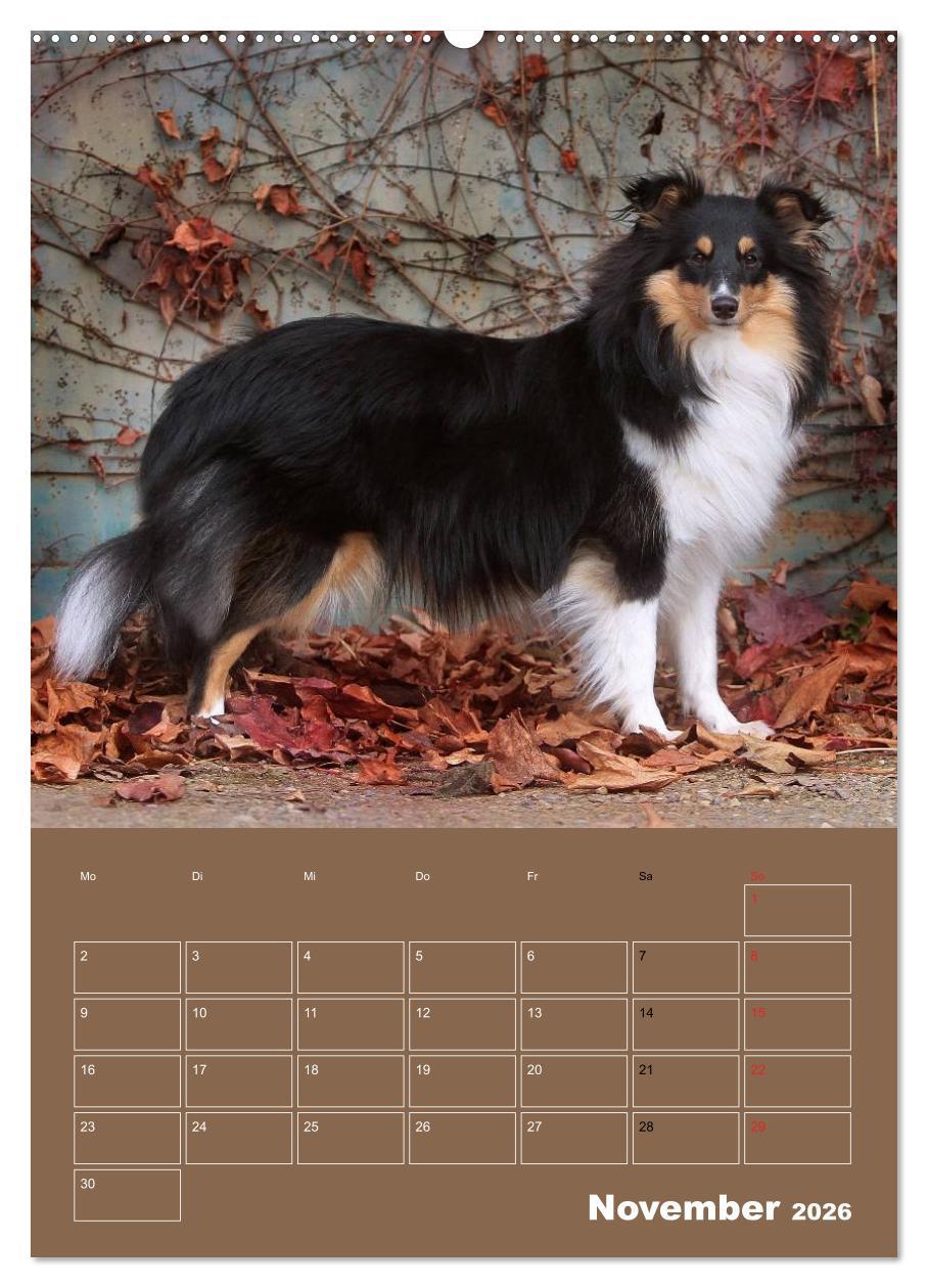 Beispielinhalt (Bild) SHELTIES Herzensbrecher auf 4 Pfoten (hochwertiger Premium Wandkalender 2026 DIN A2 hoch), Kunstdruck in Hochglanz
