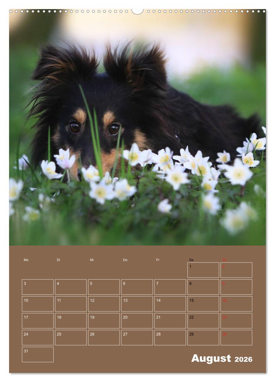 Beispielinhalt (Bild) SHELTIES Herzensbrecher auf 4 Pfoten (hochwertiger Premium Wandkalender 2026 DIN A2 hoch), Kunstdruck in Hochglanz