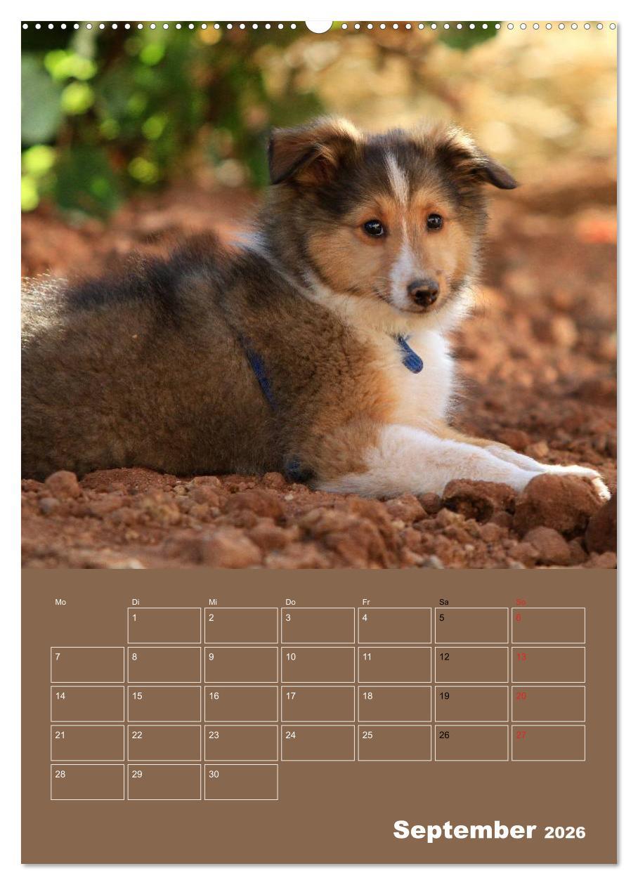 Beispielinhalt (Bild) SHELTIES Herzensbrecher auf 4 Pfoten (hochwertiger Premium Wandkalender 2026 DIN A2 hoch), Kunstdruck in Hochglanz