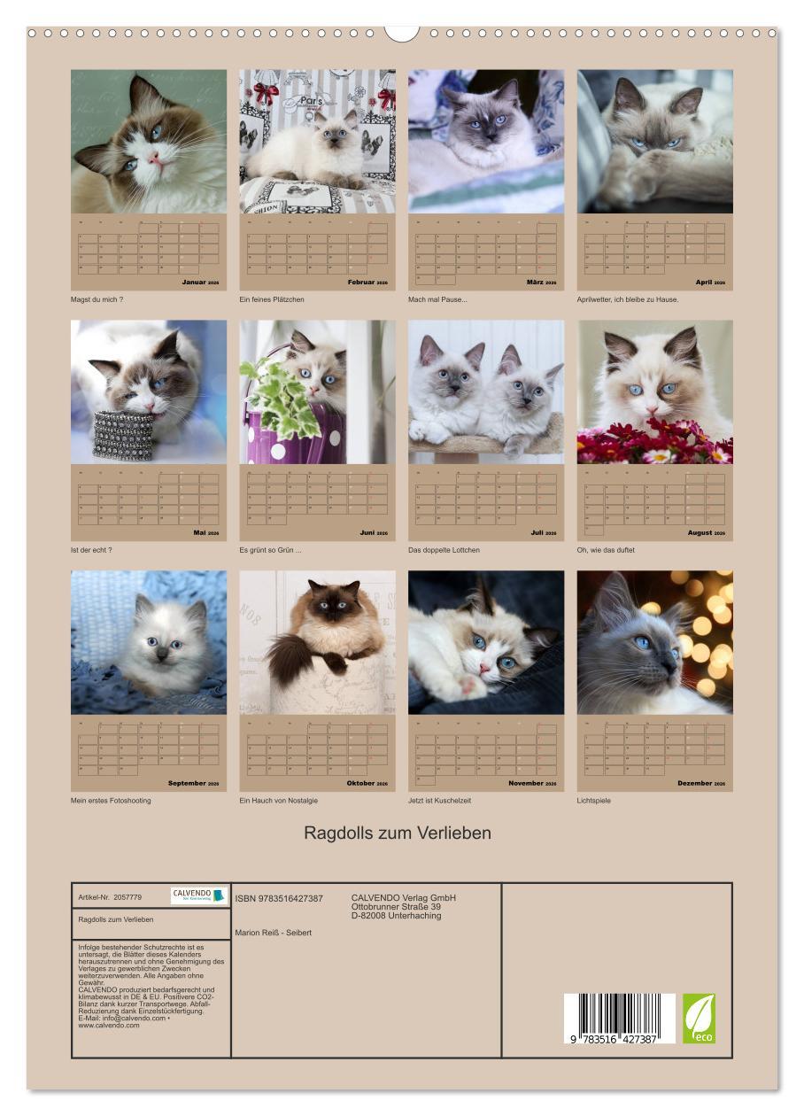 Beispielinhalt (Bild) Ragdolls zum Verlieben (hochwertiger Premium Wandkalender 2026 DIN A2 hoch), Kunstdruck in Hochglanz