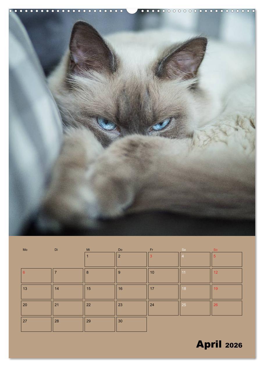 Beispielinhalt (Bild) Ragdolls zum Verlieben (hochwertiger Premium Wandkalender 2026 DIN A2 hoch), Kunstdruck in Hochglanz
