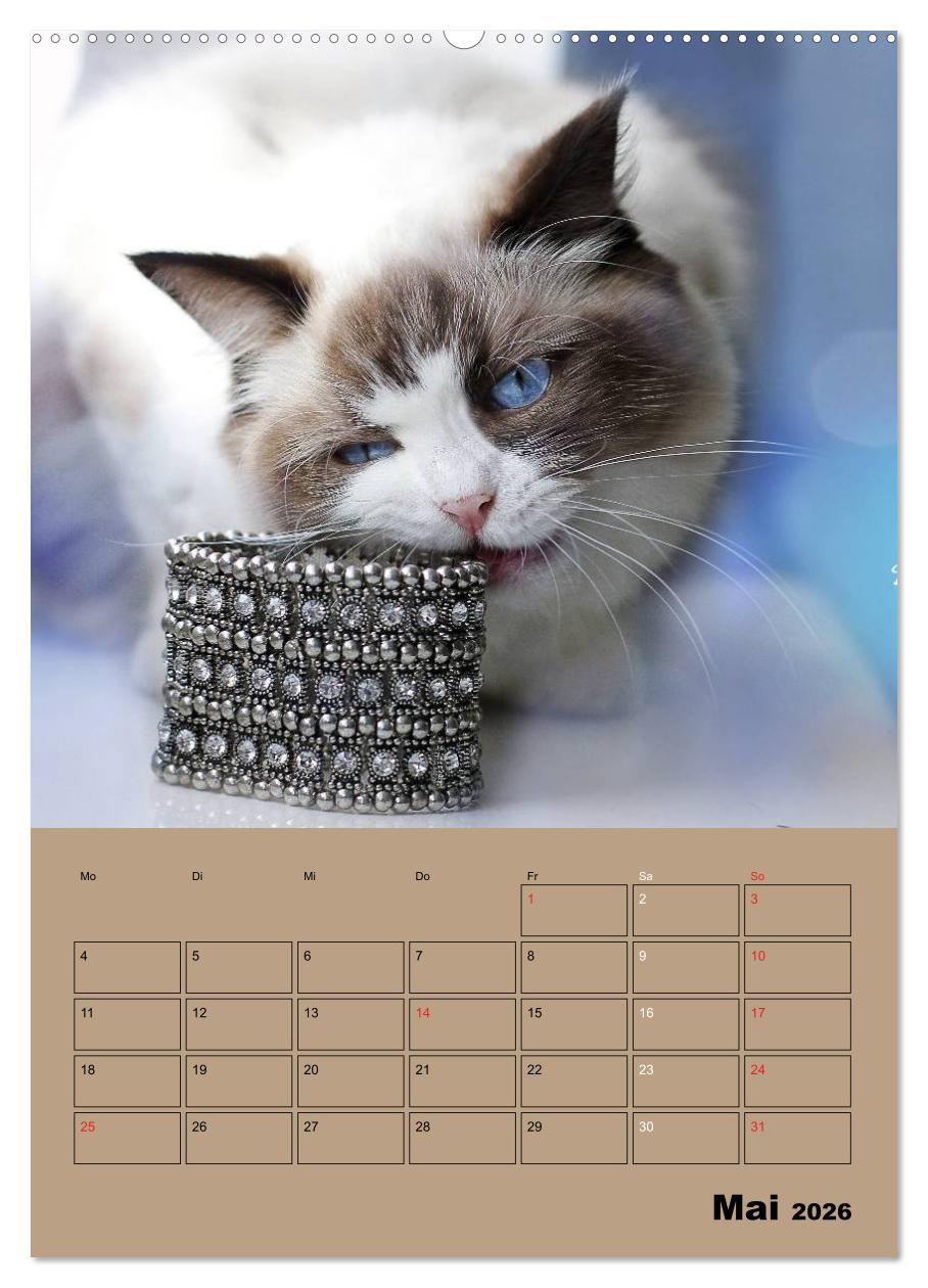 Beispielinhalt (Bild) Ragdolls zum Verlieben (hochwertiger Premium Wandkalender 2026 DIN A2 hoch), Kunstdruck in Hochglanz
