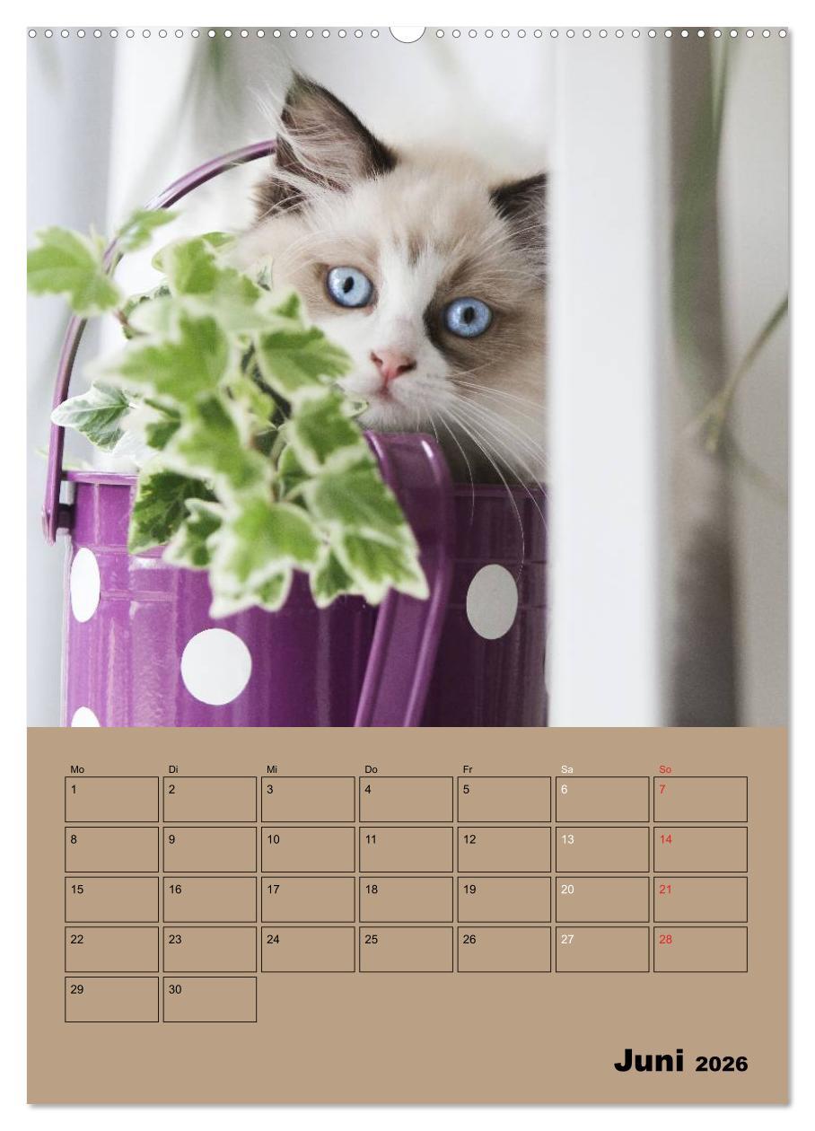 Beispielinhalt (Bild) Ragdolls zum Verlieben (hochwertiger Premium Wandkalender 2026 DIN A2 hoch), Kunstdruck in Hochglanz
