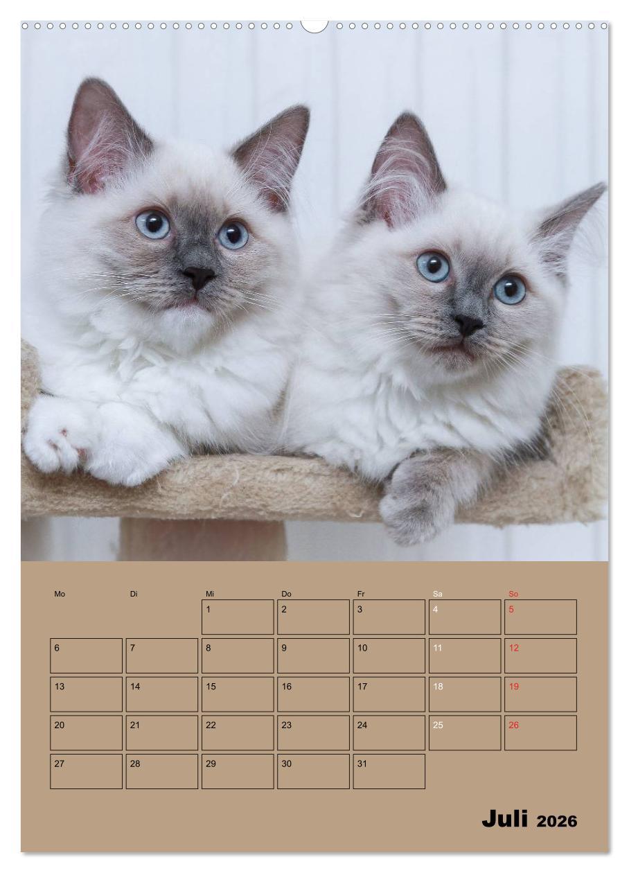 Beispielinhalt (Bild) Ragdolls zum Verlieben (hochwertiger Premium Wandkalender 2026 DIN A2 hoch), Kunstdruck in Hochglanz