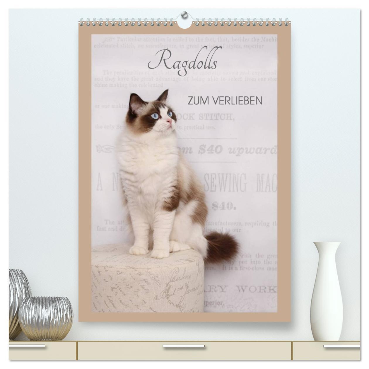 Vorderes Coverbild Ragdolls zum Verlieben (hochwertiger Premium Wandkalender 2026 DIN A2 hoch), Kunstdruck in Hochglanz