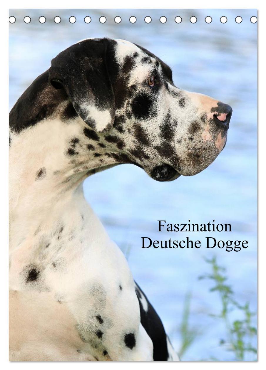 Vorderes Coverbild Faszination Deutsche Dogge (Tischkalender 2026 DIN A5 hoch), CALVENDO Monatskalender