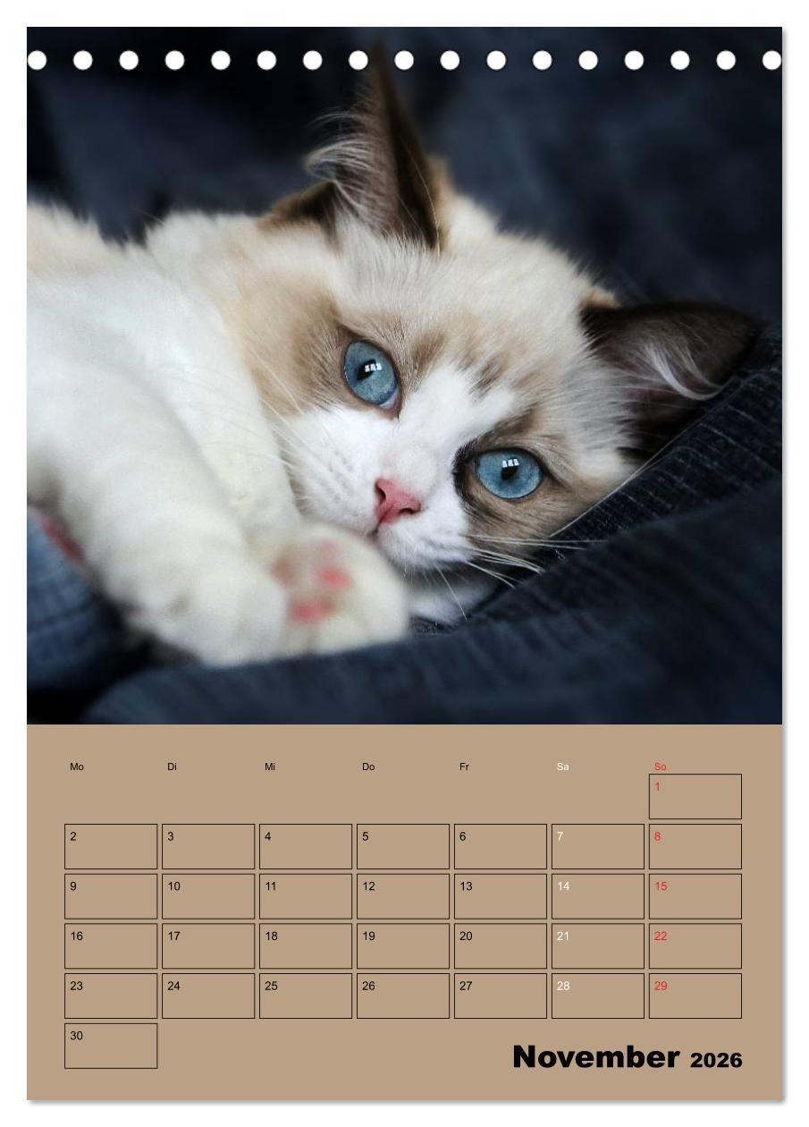 Beispielinhalt (Bild) Ragdolls zum Verlieben (Tischkalender 2026 DIN A5 hoch), CALVENDO Monatskalender