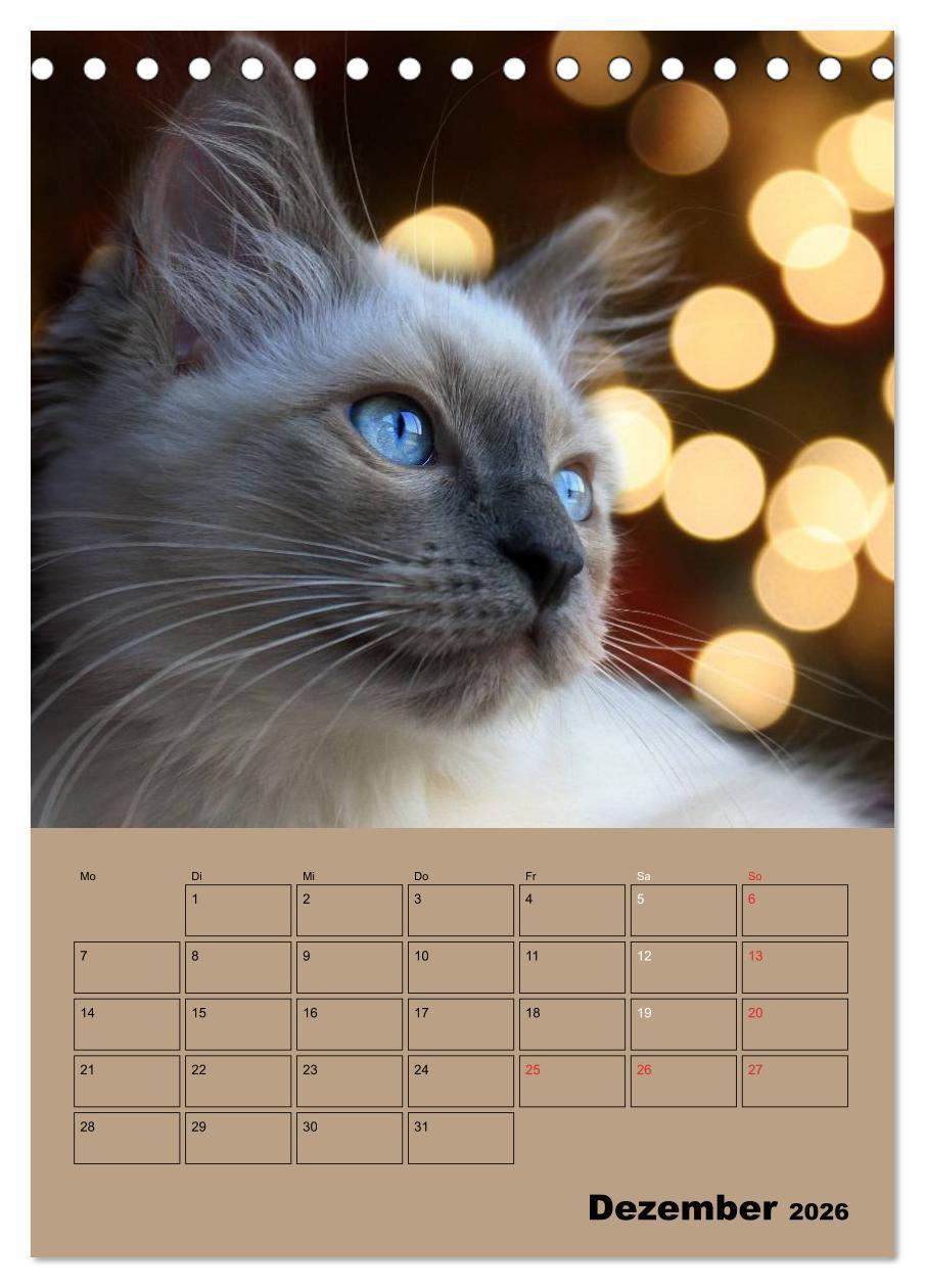 Beispielinhalt (Bild) Ragdolls zum Verlieben (Tischkalender 2026 DIN A5 hoch), CALVENDO Monatskalender