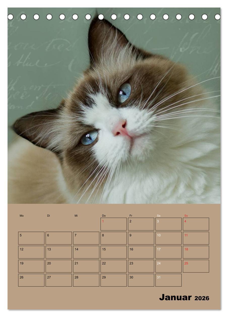 Beispielinhalt (Bild) Ragdolls zum Verlieben (Tischkalender 2026 DIN A5 hoch), CALVENDO Monatskalender