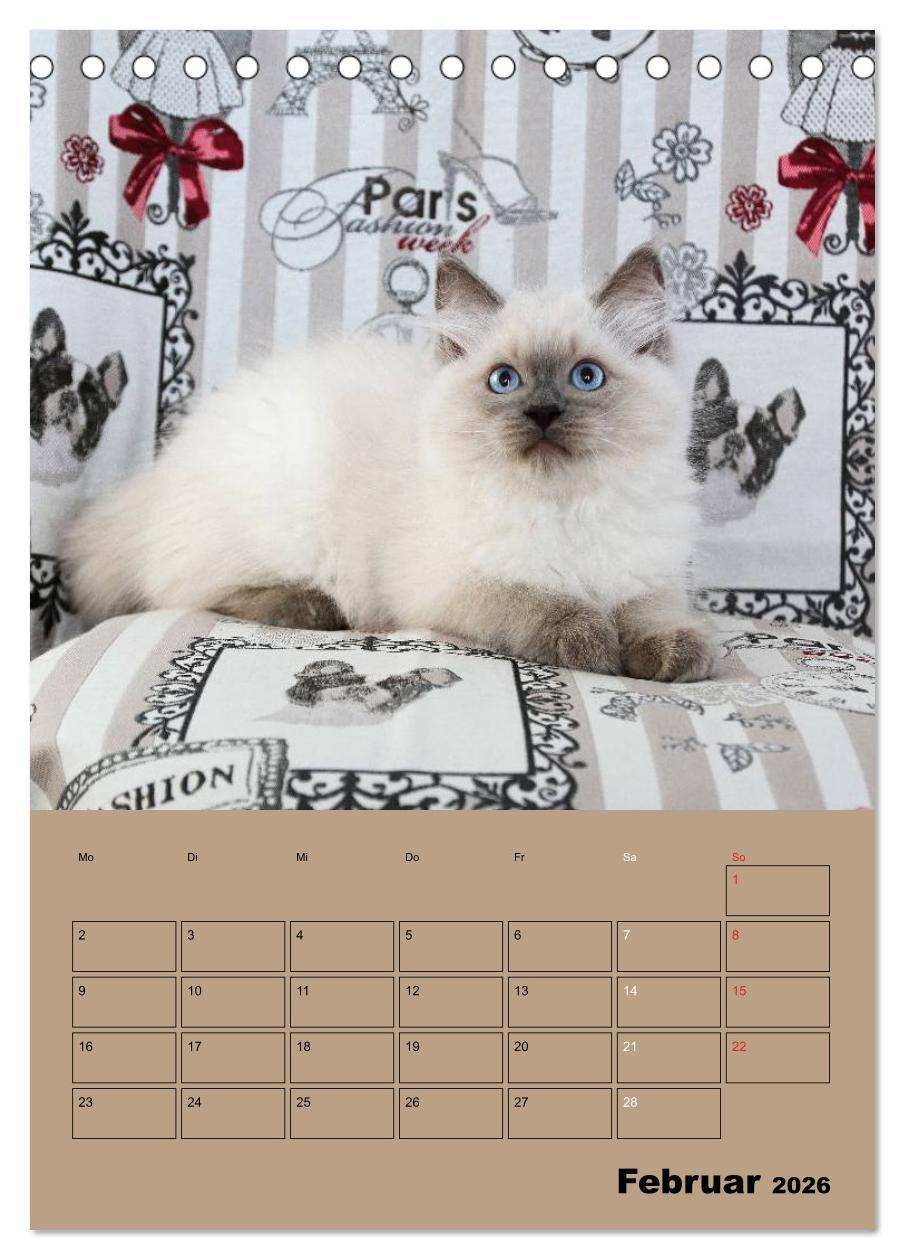 Beispielinhalt (Bild) Ragdolls zum Verlieben (Tischkalender 2026 DIN A5 hoch), CALVENDO Monatskalender